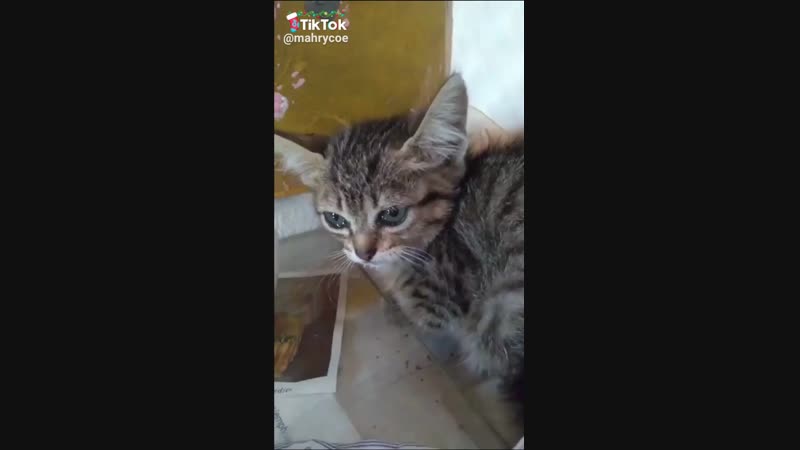 Котёнок, спасенный от нападения молодые