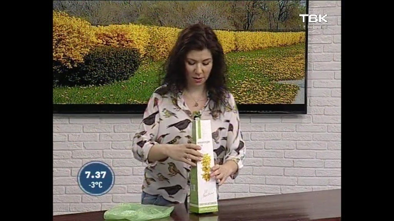 Советы ландшафтного дизайнера форзиция в сибири