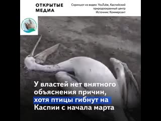 На каспийском море обнаружили десятки мёртвых краснокнижных пеликанов