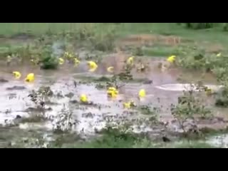 Жёлтые жабы индия (vhs video)