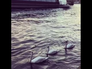 Passeio no rio sena 💗#paris #seine #whiteswans париж
