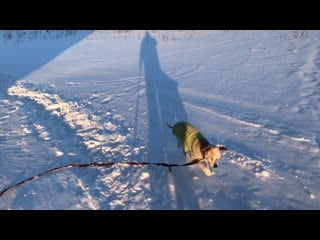 Лёлик вечер