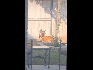 Секрет дырки в заборе раскрыт [жю]