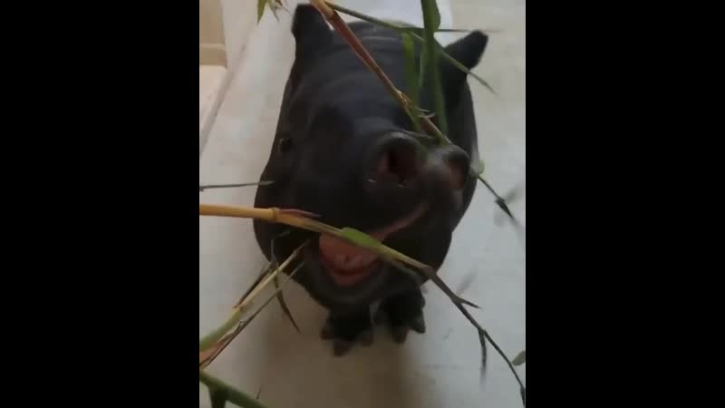 Sweet tapir