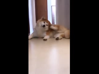 Com/shibasandakitas instagram com/akira hime akitainu