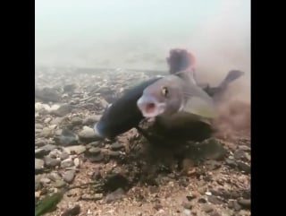 Fishes can have orgasm