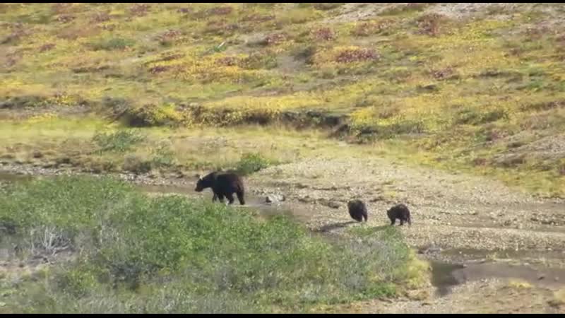 Курильчанин снял потасоу медвежат