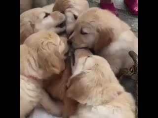 Just a cat getting licked by doggos