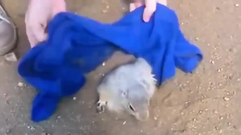 Волки позорные mp4