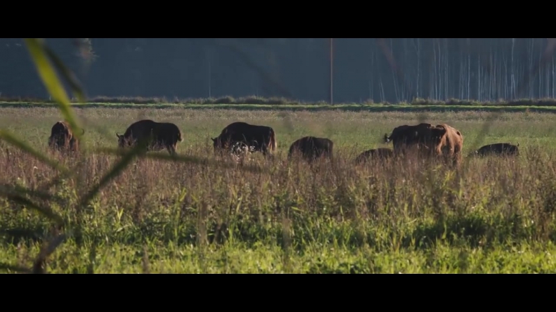 Презентационный ролик беловежская пуща