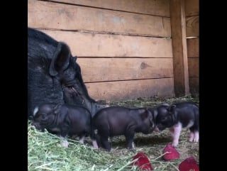 Вьетнамская вислобрюхая свинья