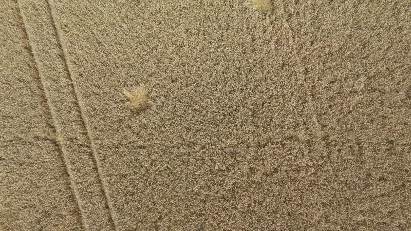 Поле зрелой пшеницы