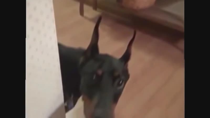 Я ржал пол часа !! хохма,прикол,угар,жесть