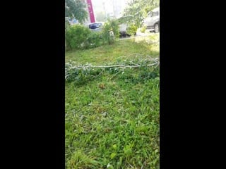 Vid 20200610 074700 mp4