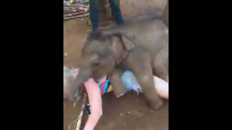 Слон отымел блонду