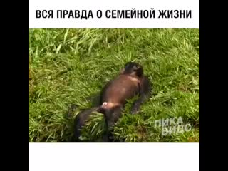 Вся правда о семейной жизни!))