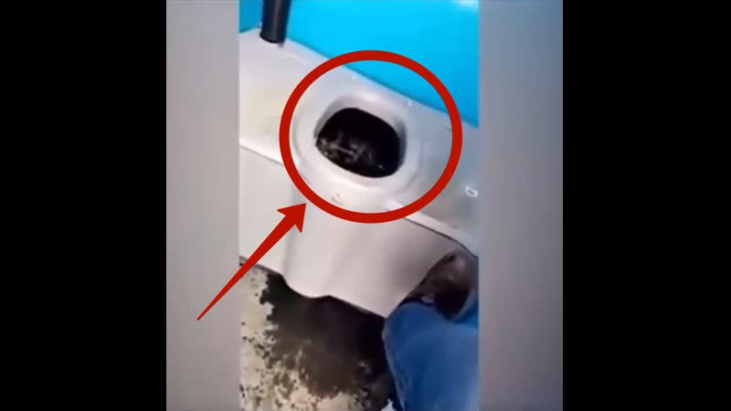 Спрятался в туалете