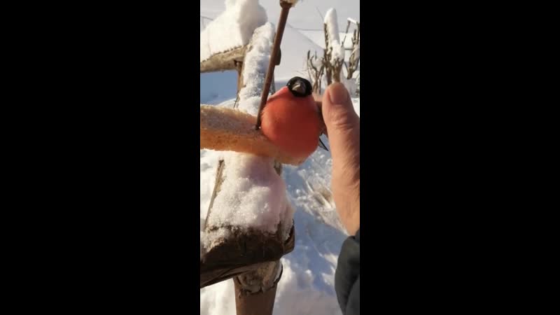 Снегирь дал себя погладить пермь