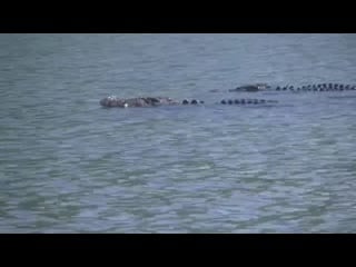 Scarface vs big nick, драка гребнистых крокодилов