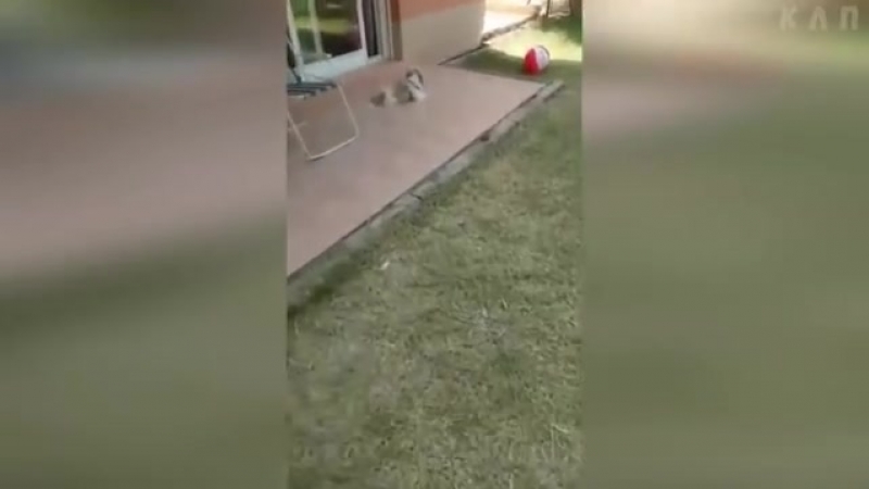 Smeh videos 2018 mp4