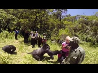 Gorilla attacks woman on honeymoon safari tour