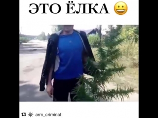 Это елка