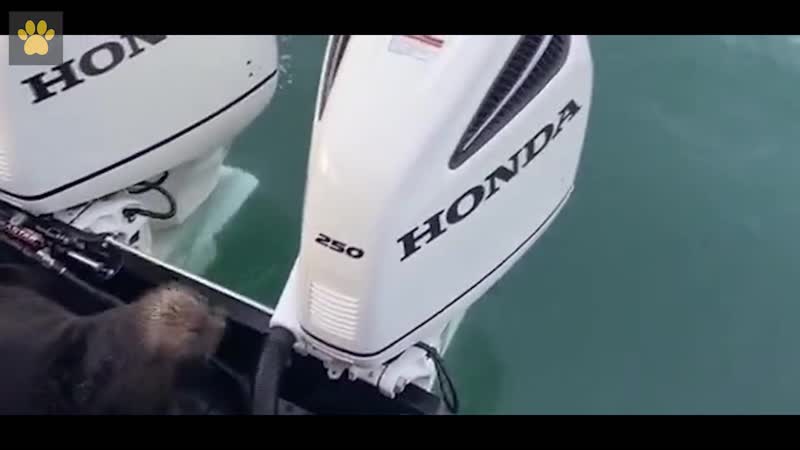 Мужик на аляске снял видос, как в его лодку забралась выдра, которая спасалась от хищной косатки