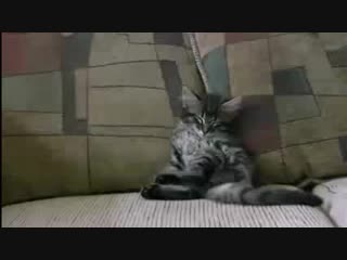 Котенок икает и пукает сидя на диване mp4