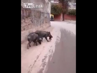 Porco selvagem comendo feto no meio da rua