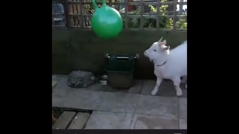 Hеrе's a baby gоat hеadbutting a ballооn tо makе yоur day a littlе bеttеr!