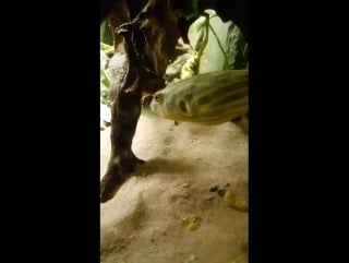 Злобный агрессор с милой мордахой ^^