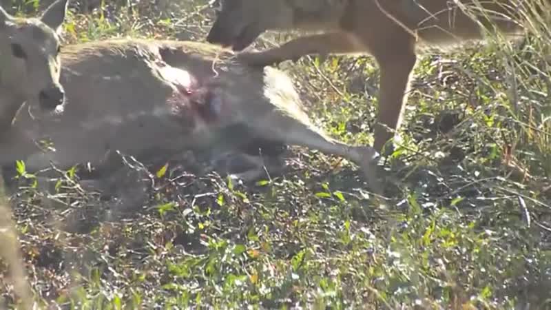 Красные волки во время охоты