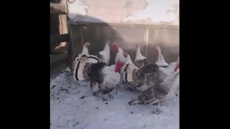 Индюки шарят