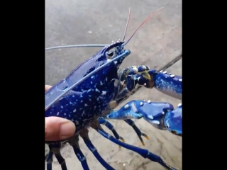 One in a million blue lobster, released along with 100s of females as part of a conservation effort