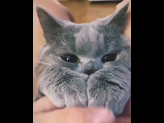 Cute Cat Porn - Omg cute cats porn videos - BEST XXX TUBE