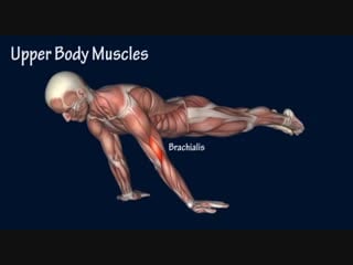 Sls how to planche progression muscle anatomy training program easyflexibility