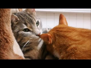 Cat friendship it is decided that these two feral cats (berti &amp; gvendólfur) will have to go together to a forever home (ice