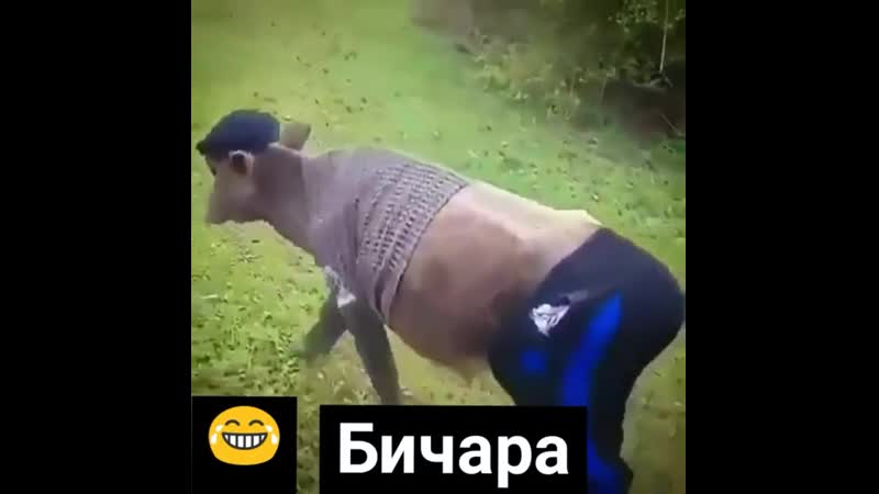 Бычара