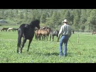 Pat parelli films casper to share with tom dorrance