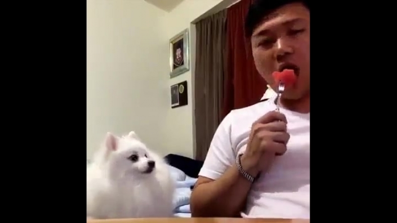 Забавный любитель арбузов