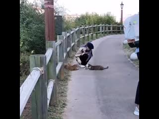 Look at her just minding her business playing with kitties looking so tiny like that