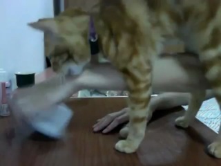 Cat Порно Видео | cs-sparta.ru