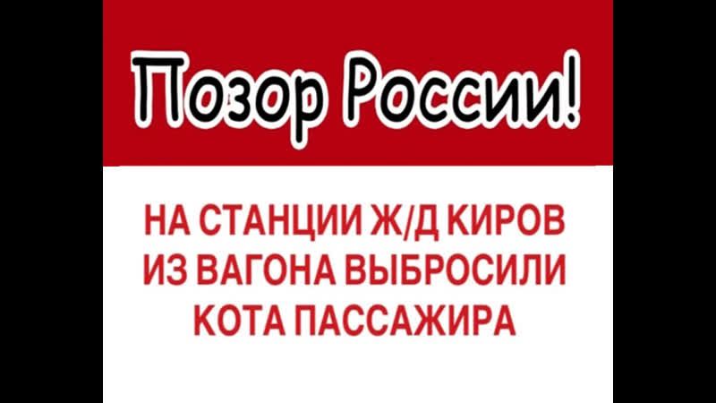 Житель санкт петербурга перевозил кота легально с оформлением билета, проводница выкинула его на станции киров (гтрк вятка)