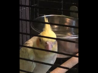 Пение молодого самца корелл