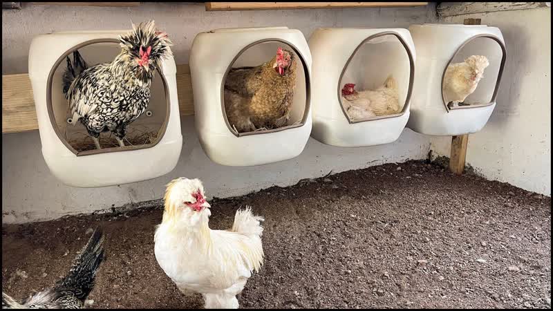 Гнездо для кур с яйцесборником своими руками — Video | VK