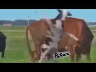 Я кручу тебя волчком молочко в твое очко ( 720 x 1280 ) mp4