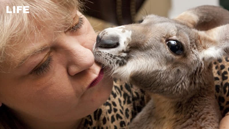 Женщина "усыновила" кенгуру