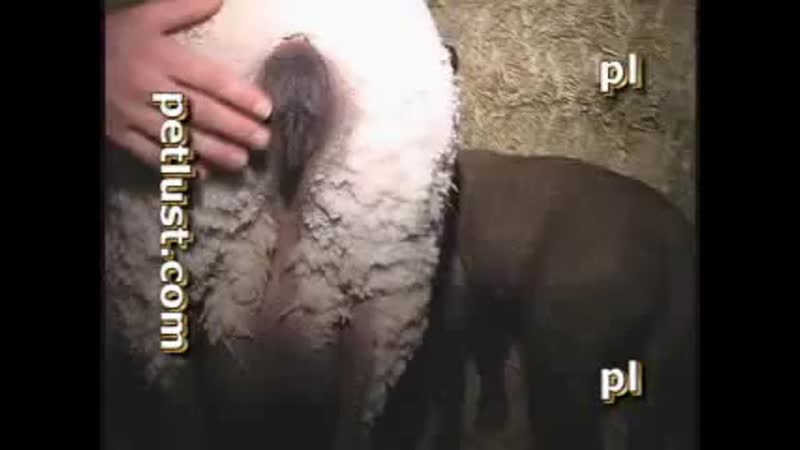 Секс видео: мужик сосет теленок зоо