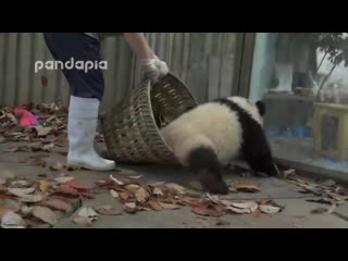 Pandas just being pandas while a zookeeper desperately tries to rake leaves