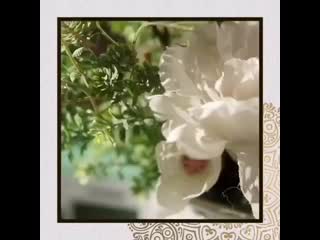 Salon krasoty paradise b0malgqlx4v mp4